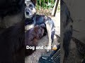 a dog feeds an adult cat #shorts #dog #cat