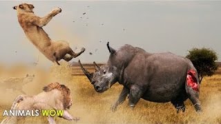 حيوانات مفترسة 2016 - وثائقي صراع بين وحوش الغابة من الاقوى حيوانات مفترسة 2016 - وثائقي صراع بين وحوش الغابة من الاقوى