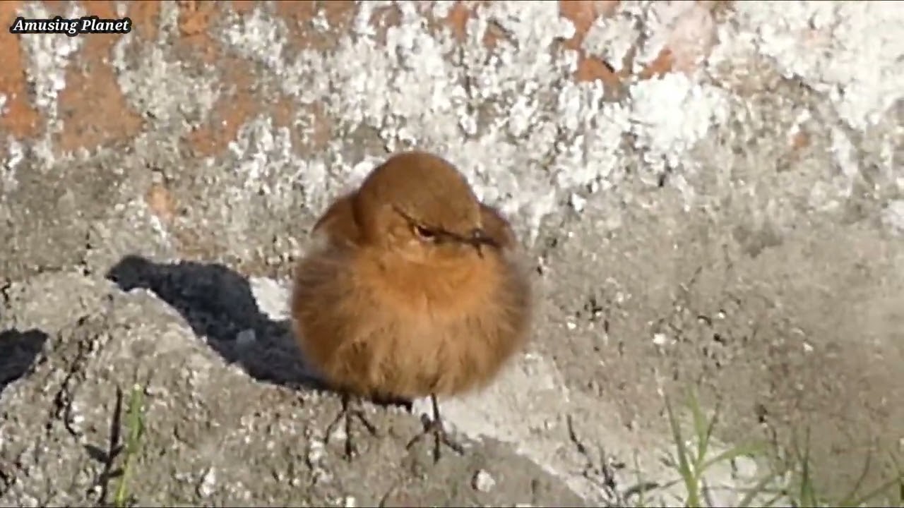 Check out this amazing Brown Rock Chat Bird!