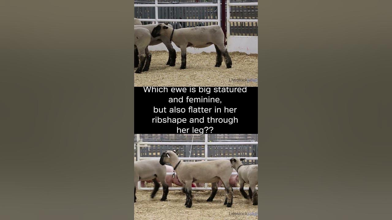Livestock Judging Breeding Ewes YouTube