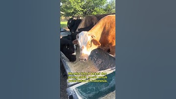 Simmental cattle #shorts #cow #simmentalcow