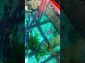 7 день нерест не удался