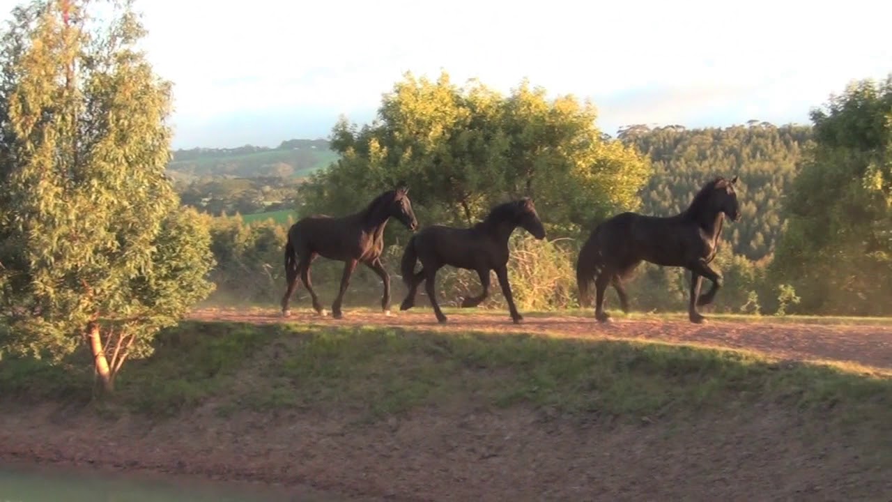 Friesian horses for sale : Friesian and Knabstrupper Colts and Stallions