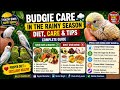 lovebirds cute video