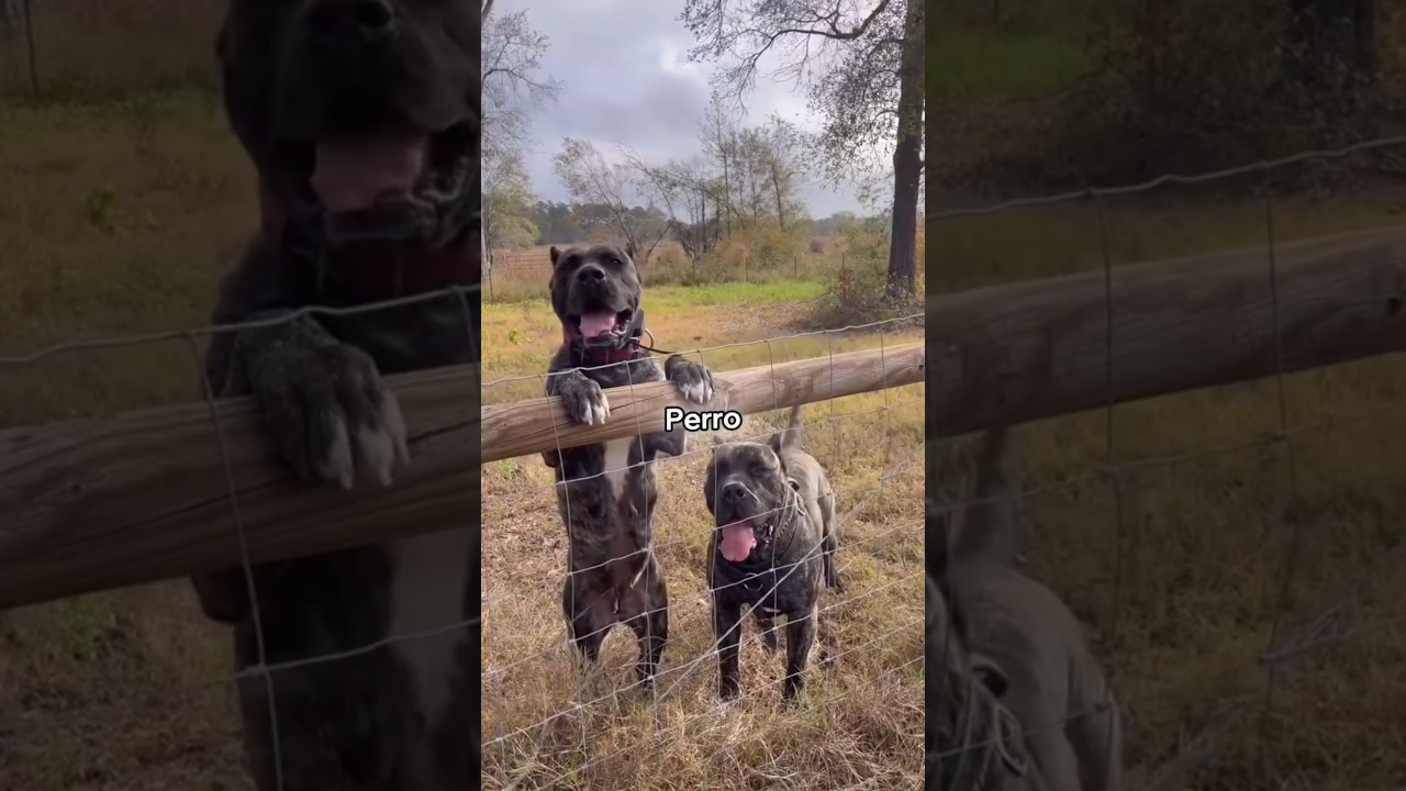 Presa Canario: The Living Tank  | Strongest Guard Dog in the World