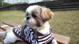 かわいい迷子札【アトリエあっとぽんず】