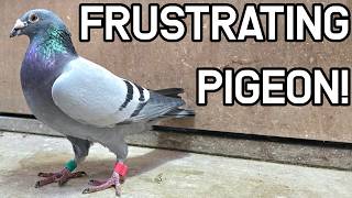 Bad Winds, Good Results - 256km Racing Pigeon Returns Bad Winds, Good Results - 256km Racing Pigeon Returns