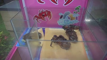 The live crab claw machine at House of Seafood | The Straits Times