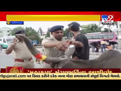 First ever Ambaji police installs radium strips on stray cattle to avoid accident |TV9GujaratiNews