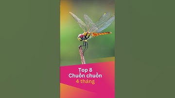 Top 10 loài động vật có tuổi thọ ngắn nhất #shorts #animals #top10