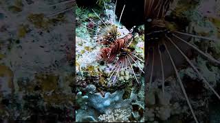 Spotfin Lionfish Seen Clinging to Reef