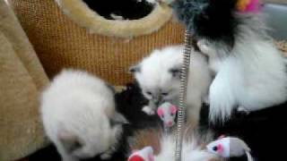 Kittens Isabelle Geb.datum 21 Jan.2010 Opname Datum 15 Febr. 2010