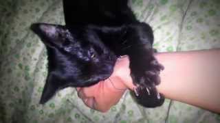My Little Black Cat Jiji Biting My Hand