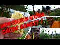 mancing pakai umpan gorengan gacor banget dapat berbagai jenis ikan di sore yang cerah