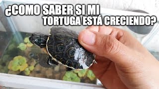 ¿cómo saber si mi tortuga está creciendo?