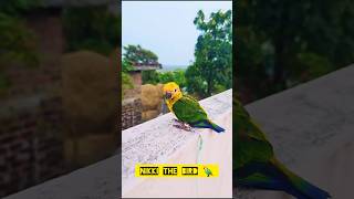 Beautiful Walking Sun Conure birds 😍 ll sun conure birds 🦜 ll #birdlife #birdwalk #birdstagram