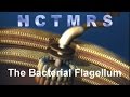 How Creationism Taught Me Real Science 33 Bacterial Flagellum