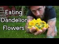 The Best Way To Eat Dandelion Flowers | Bushcraft Cooking in the Woods