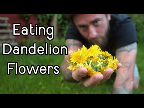 The Best Way To Eat Dandelion Flowers | Bushcraft Cooking in the Woods