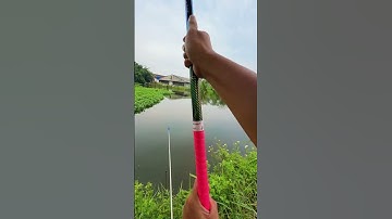 1 buổi trải nghiệm cần yg x5000 8h giá rẻ đánh lục cần tay và câu đài...#canygx50008h