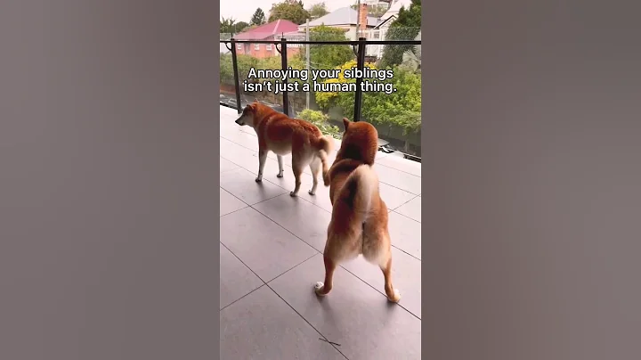 Shiba inu annoying its sibling | #shibainu #shorts