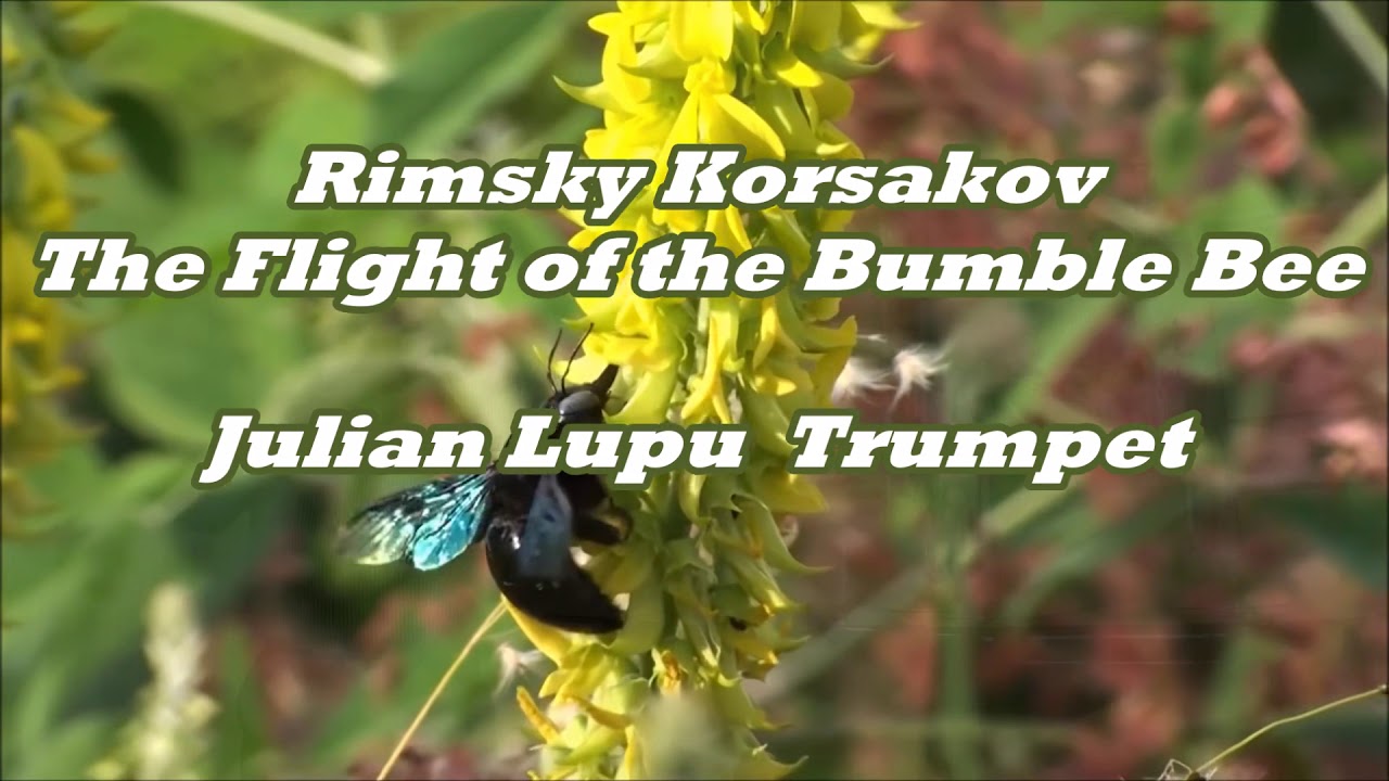 Rimsky Korsakov Flight of the Bumble Bee YouTube