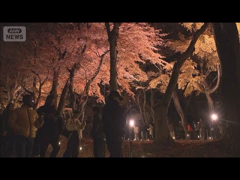 昼は圧巻 夜は幻想的　河口湖で「紅葉まつり」(2025年11月24日)
