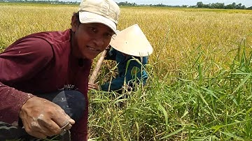 Dùng máy bơm nước ra ngoài đồng bắt chuột