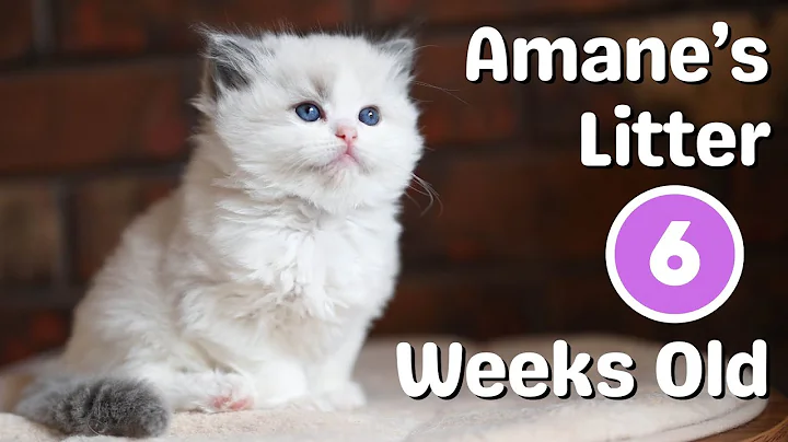 Ragdoll Kittens 6 Weeks Old | Meet Amane's Litter | So Cute