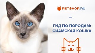 Гид по породам: СИАМСКАЯ КОШКА