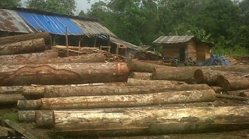 Praktek Ilegal loging Di tebo masih berjalan aman dan lancar tanpa ada penegakan hukum yang tegas