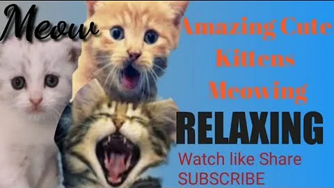 Video 11870491: cat kitten funny compilation, funny cat compilation funniest, animals compilation funny kitten, kittens mother cat funny