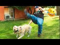 New funny animals  funniest cats and dogss 