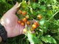 Raging Cherry Tomatoes.