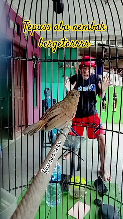 tepus kepala abu #kicaumania #burung #kicaumanianusantara #masteranjernih #birds #burungkicau