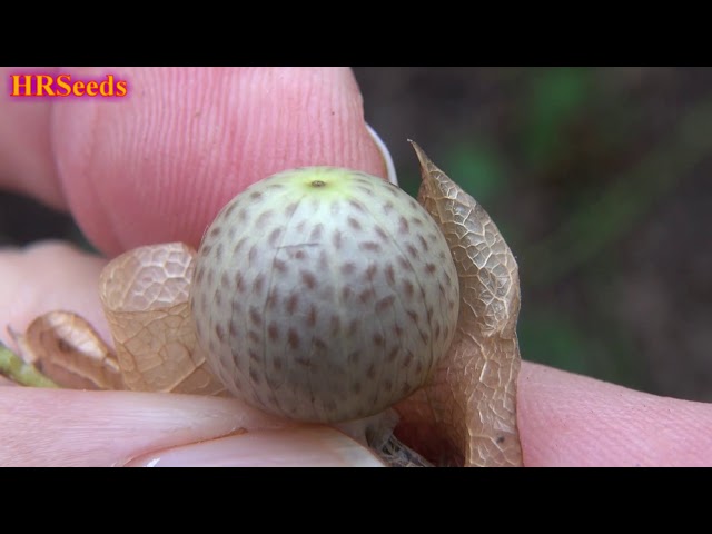 Shoo Fly Plant | Nicandra physalodes | Invasive Species - YouTube