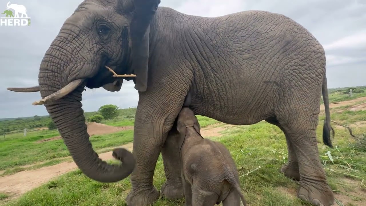 The Amazing Moment Baby Elephant Orphan, Phabeni Meets Lundi and Suckles  From Her 