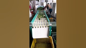Industrial Fruit Sorting Machine Tomato Grader Commercial Pomegranate Sorting Machine Cherry Sorter