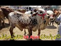 Mulatn Cow Mandi Khubsurat Bachray 26 april 2020 Ramzan Ki update Urdu/Hindi | SS Tv |