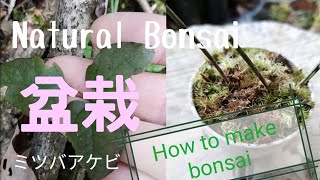 お盆特価！見返り美人。。山採りアセビ。 馬酔木（アセビ）盆栽 SS001 | 盆栽創【Bonsaisou】