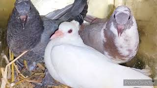 Raising pigeons on the farm in an easy way and producing young pigeons with a magical ingredient