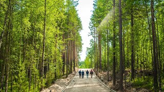 В Нягани в «Лес культуры и отдыха» можно будет ходить уже в октябре