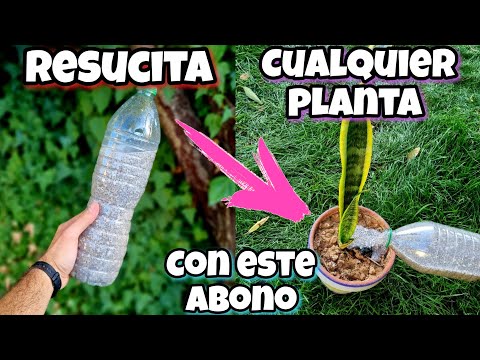 Vídeo: Pesticidas de jardim interno: pesticidas seguros para alimentos para plantas de interior