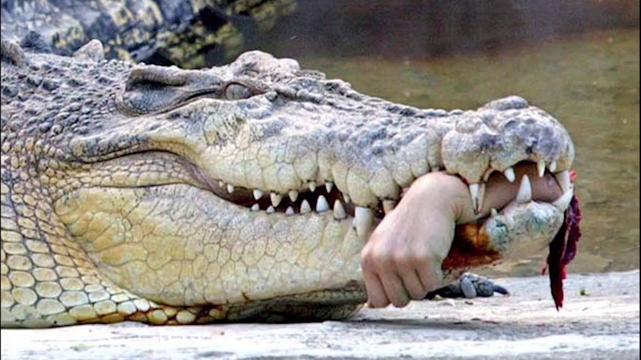 ไล่ล่าสัตว์กินคน! โคตรไอ้เคี้ยม!!ที่ใหญ่ที่สุดในโลกที่ฟิลิปปินส์ Biggest Crocodile   YouTube