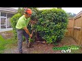 $50 In 10 Minutes (Shrub Removal)