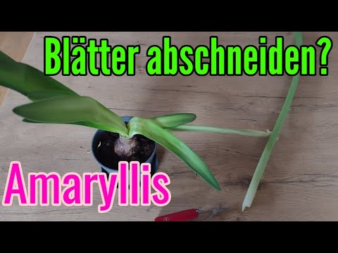 Video: Amaryllis hat keine Blüten, nur Blätter - Warum Amaryllis Blätter, aber keine Blüten wachsen