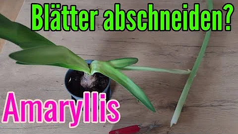 Warum bekommt die Amaryllis gelbe Blätter?