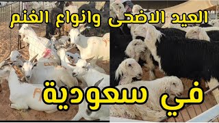 عيد الاضحى و انواع الغنم في سعودية