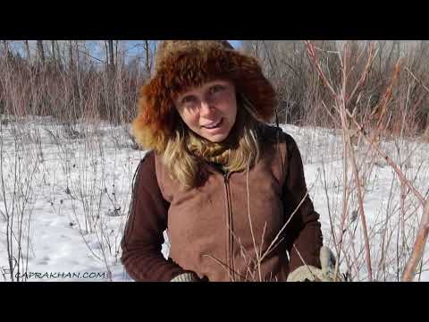 Vídeo: Basket Willow Tree Info - Como cultivar salgueiros para cestaria