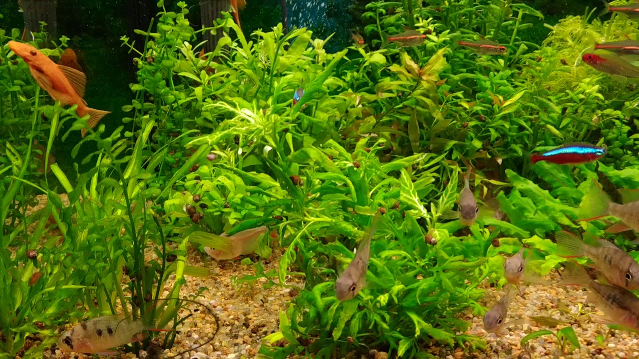 Моя аква 360л. - YouTube